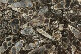 Polished Fossil Turritella Agate Stand Up - Wyoming #193557-1